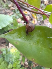 Aegista