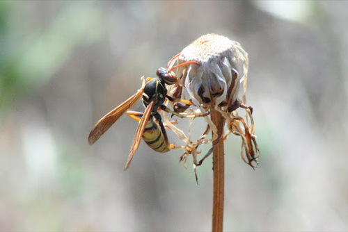 iNaturalist observation photo of Golden Paper Wasp