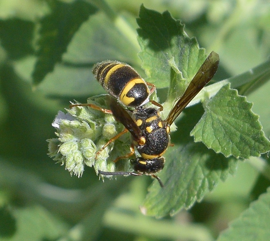 Euodynerus boscii