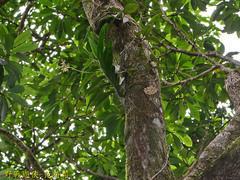 Trichoglottis luchuensis