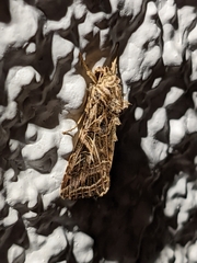 Spodoptera