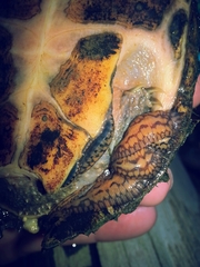 Sternotherus peltifer