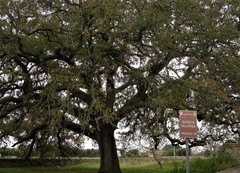 Quercus ithaburensis macrolepis