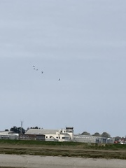 Haematopus ostralegus