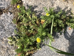 Matricaria discoidea