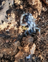 Uroplectes flavoviridis