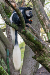 Colobus guereza matschiei