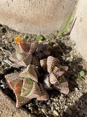 Faucaria