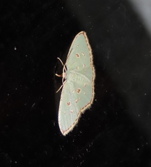 Comostola meritaria