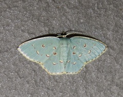 Comostola meritaria