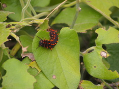 Battus philenor