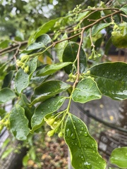 Aquilaria
