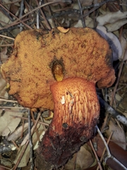 Exsudoporus permagnificus