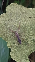 Epidaus sexspinus