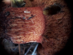 Exsudoporus permagnificus