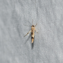 Stathmopoda tritophaea