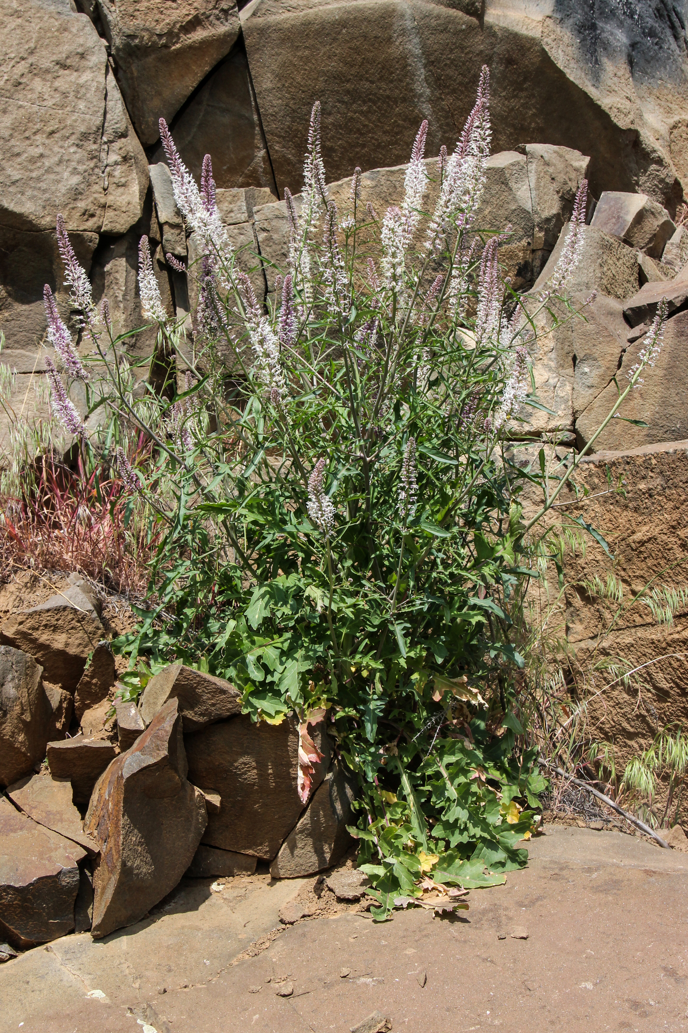 Thelypodium laciniatum