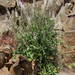 Thelypodium laciniatum - Photo (c) stellaginella, algunos derechos reservados (CC BY-NC)