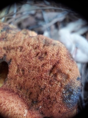 Exsudoporus permagnificus