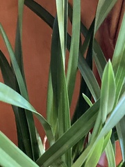 Pandanus amaryllifolius