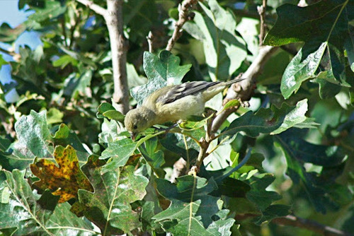 iNaturalist observation photo of Lesser Goldfinch