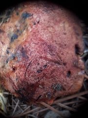 Exsudoporus permagnificus