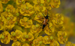 Vadonia moesiaca