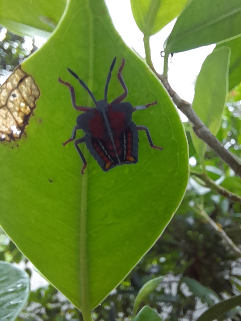 Lychee Stink Bug from Tainan, TW-TN-TI, TW on May 1, 2022 at 03:39 PM ...
