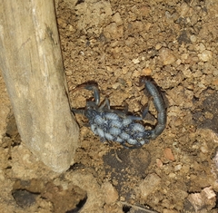 Uroplectes flavoviridis