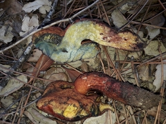 Exsudoporus permagnificus