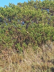 Coliidae