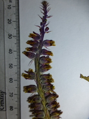 Lachenalia mutabilis