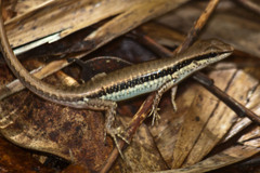 Sphenomorphus maculatus