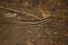 Sphenomorphus maculatus