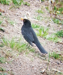 Turdus merula
