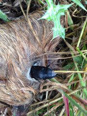Nicrophorus nigrita