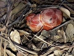 Exsudoporus permagnificus