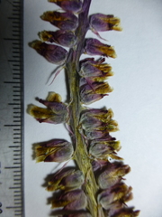 Lachenalia mutabilis