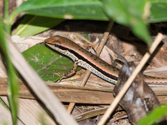 Sphenomorphus maculatus