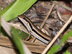 Sphenomorphus maculatus