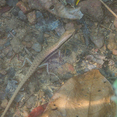 Sphenomorphus maculatus