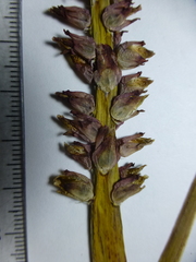 Lachenalia mutabilis