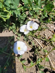 Convolvulus arvensis