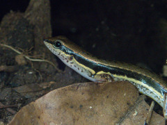 Sphenomorphus maculatus