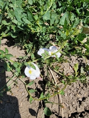 Convolvulus arvensis