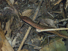 Sphenomorphus maculatus