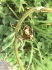 Tracheophyta