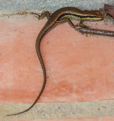 Sphenomorphus maculatus