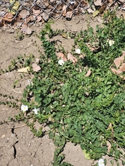 Convolvulus arvensis
