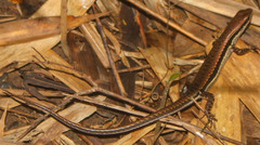 Sphenomorphus maculatus